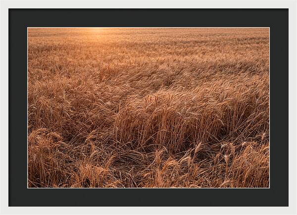 Golden Wheat Field In Breeze
