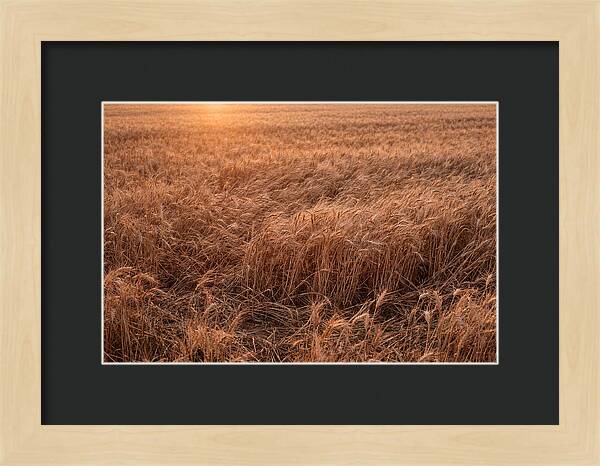 Golden Wheat Field In Breeze