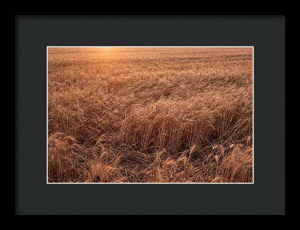 Golden Wheat Field In Breeze
