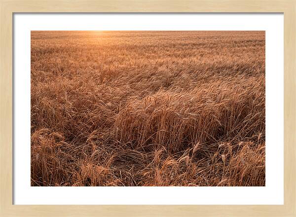Golden Wheat Field In Breeze