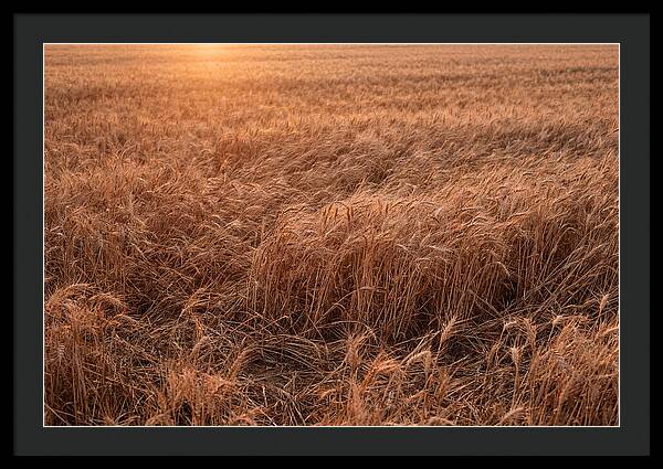 Golden Wheat Field In Breeze