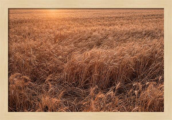 Golden Wheat Field In Breeze