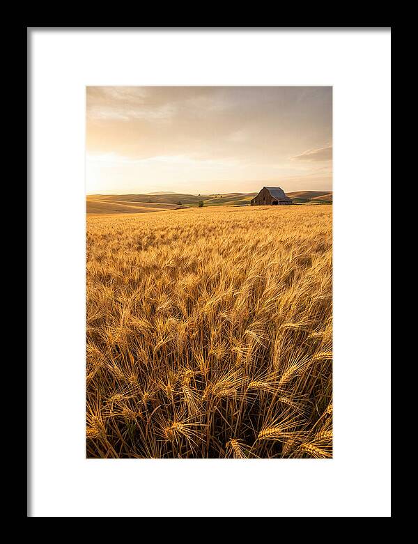 Golden Wheat Fields At Dusk
