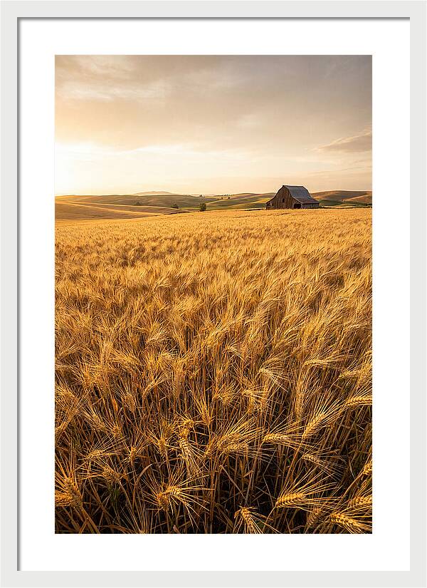 Golden Wheat Fields At Dusk