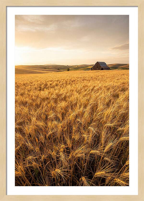 Golden Wheat Fields At Dusk