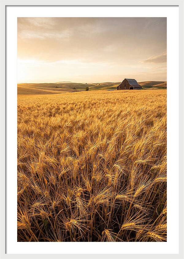 Golden Wheat Fields At Dusk
