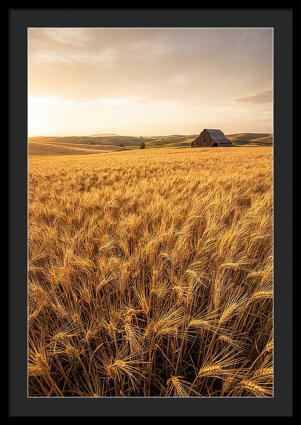 Golden Wheat Fields At Dusk