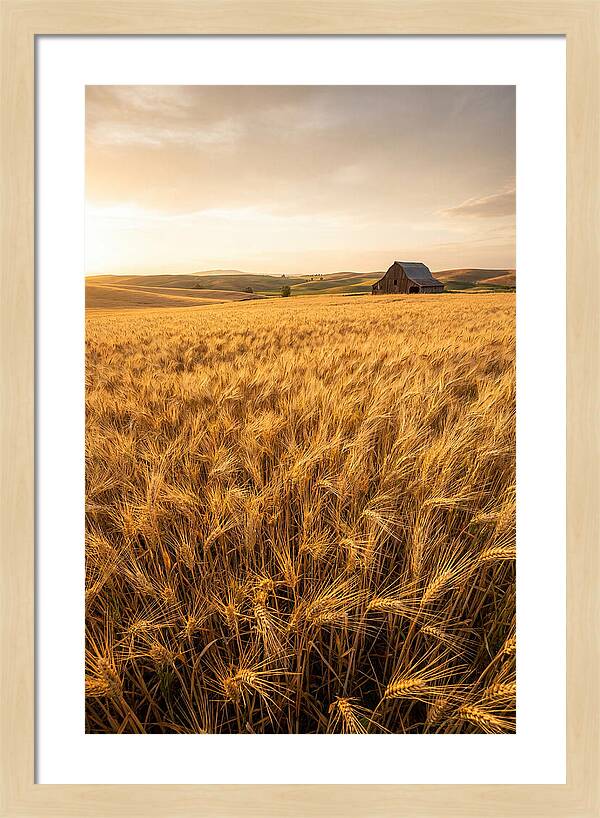 Golden Wheat Fields At Dusk