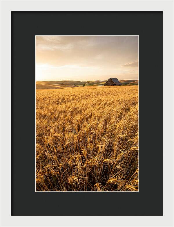 Golden Wheat Fields At Dusk