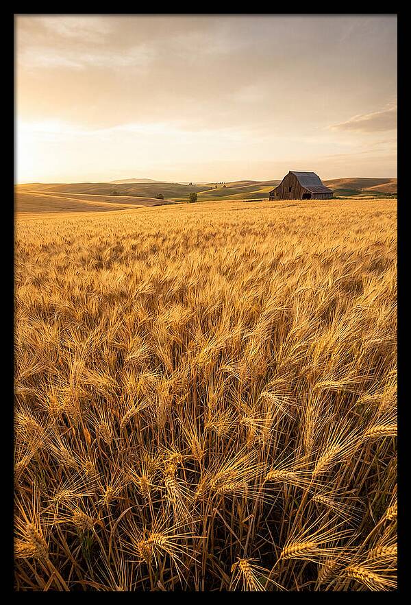Golden Wheat Fields At Dusk