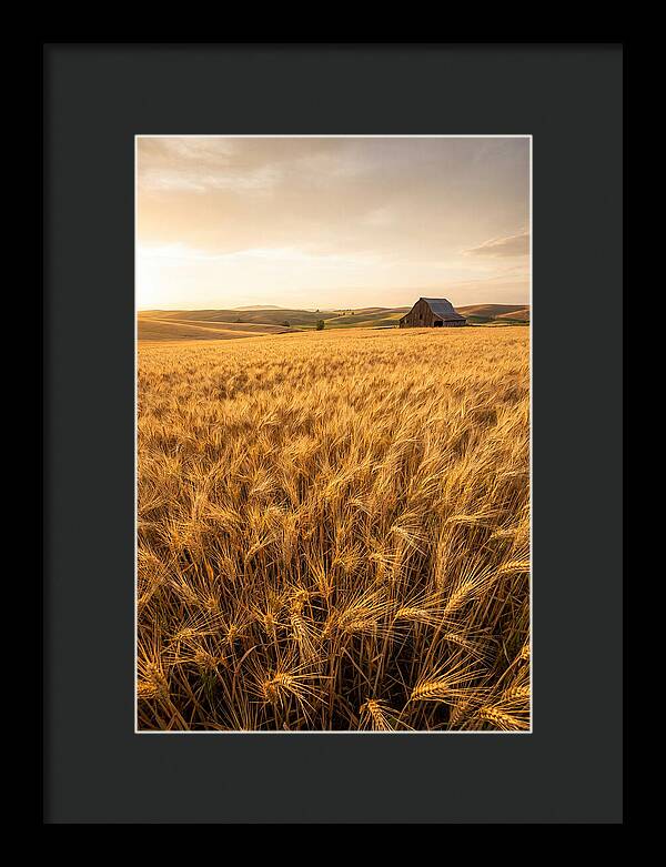 Golden Wheat Fields At Dusk