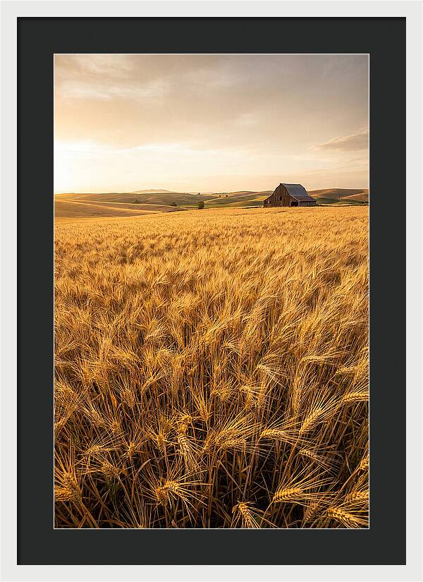 Golden Wheat Fields At Dusk