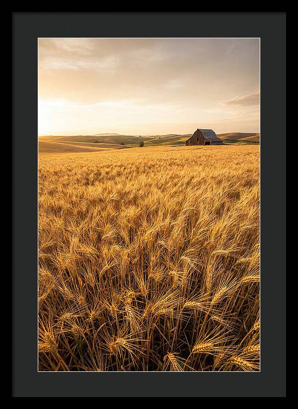 Golden Wheat Fields At Dusk