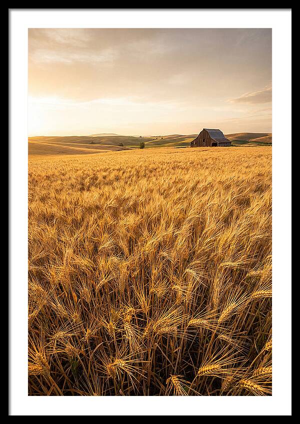 Golden Wheat Fields At Dusk