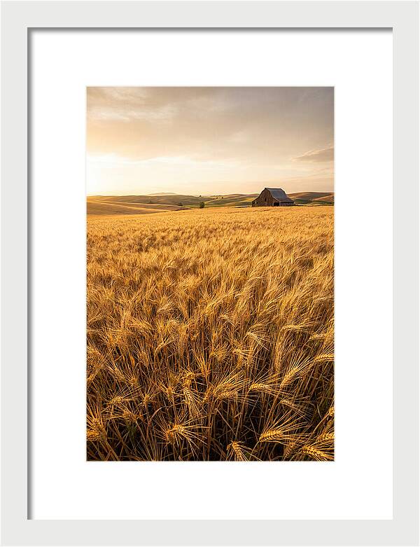Golden Wheat Fields At Dusk