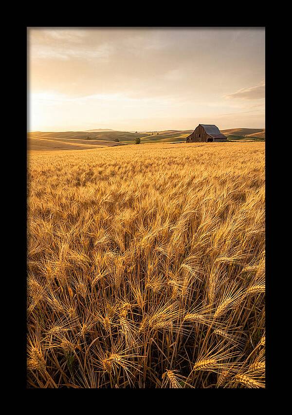 Golden Wheat Fields At Dusk
