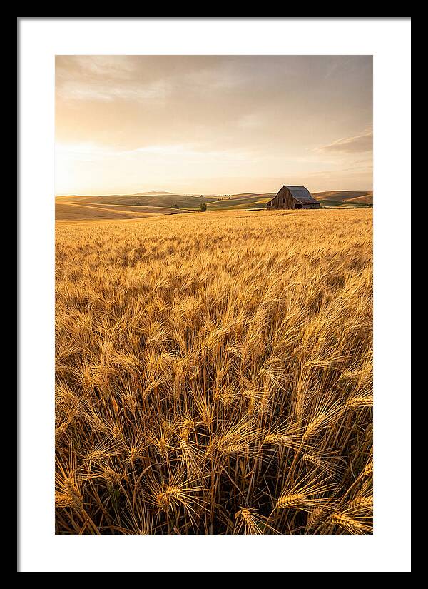 Golden Wheat Fields At Dusk