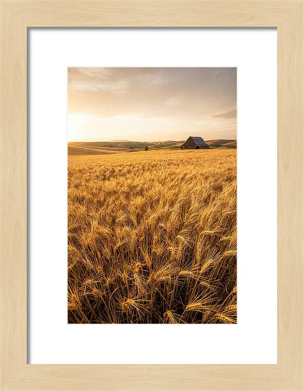 Golden Wheat Fields At Dusk
