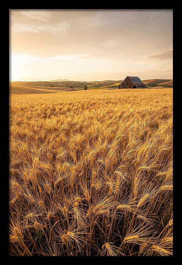 Golden Wheat Fields At Dusk