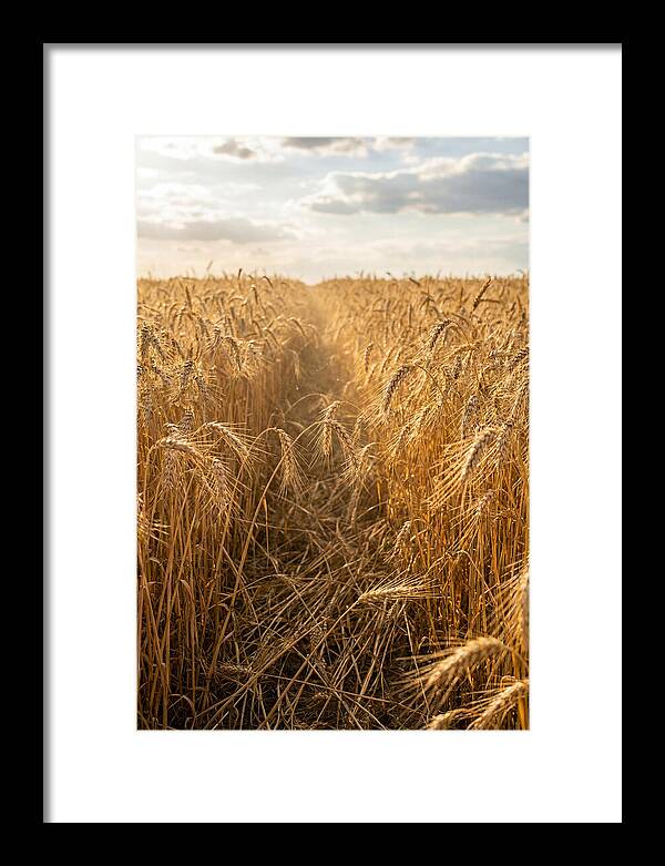 Golden Wheat Fields Under Sunlight