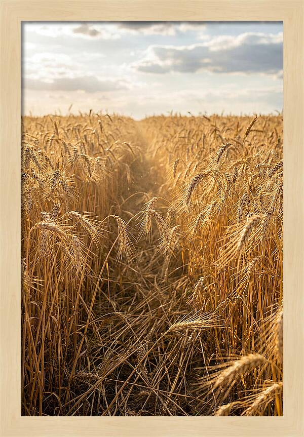 Golden Wheat Fields Under Sunlight