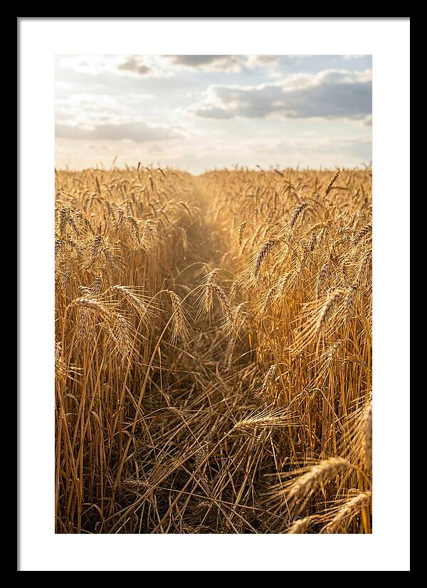 Golden Wheat Fields Under Sunlight