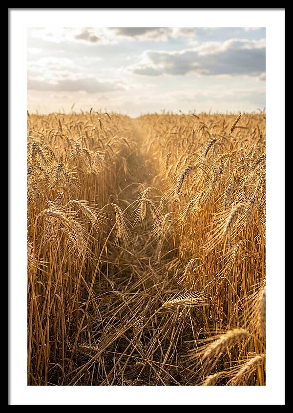 Golden Wheat Fields Under Sunlight