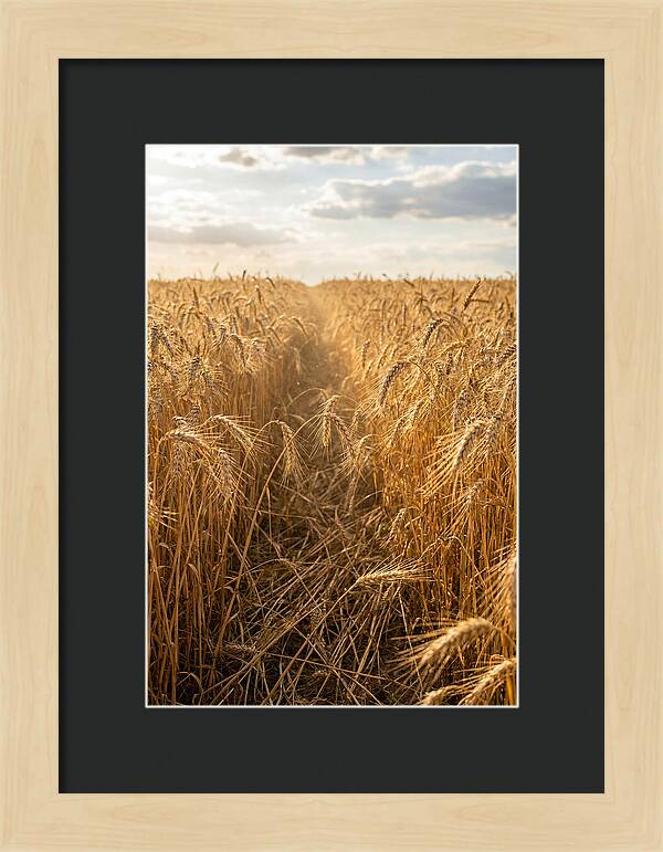 Golden Wheat Fields Under Sunlight