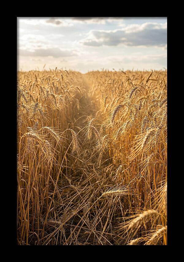 Golden Wheat Fields Under Sunlight