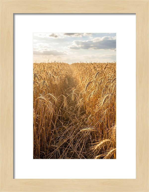 Golden Wheat Fields Under Sunlight