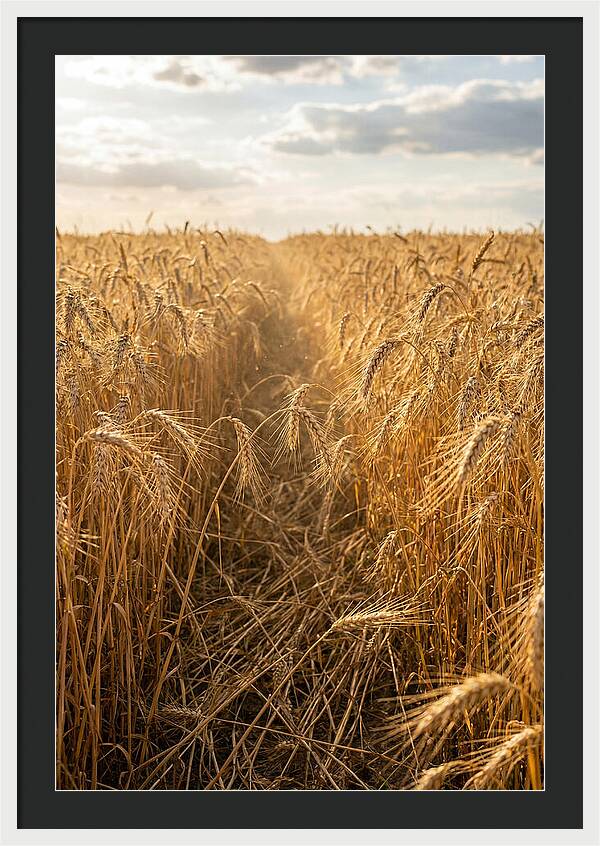 Golden Wheat Fields Under Sunlight