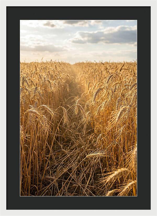 Golden Wheat Fields Under Sunlight