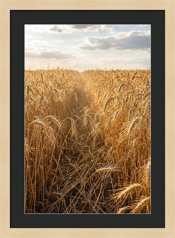 Golden Wheat Fields Under Sunlight
