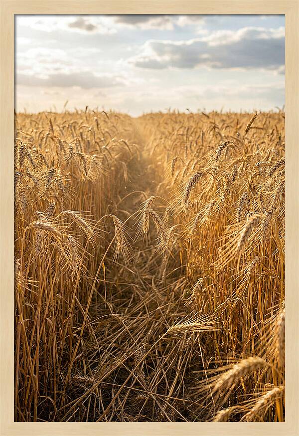 Golden Wheat Fields Under Sunlight
