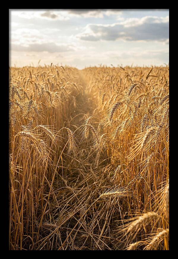 Golden Wheat Fields Under Sunlight