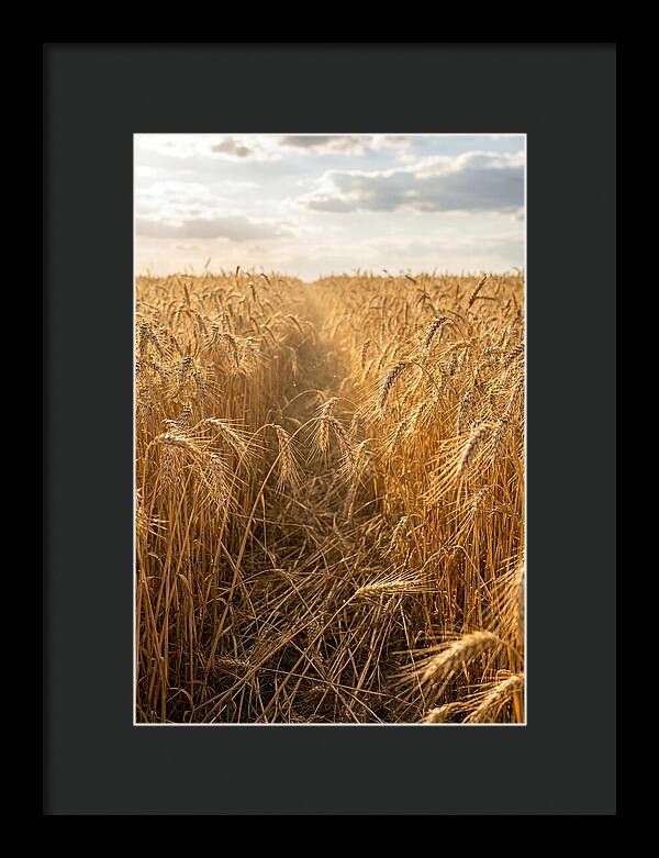 Golden Wheat Fields Under Sunlight
