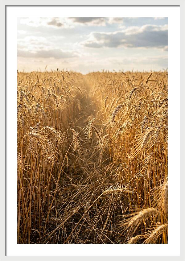 Golden Wheat Fields Under Sunlight
