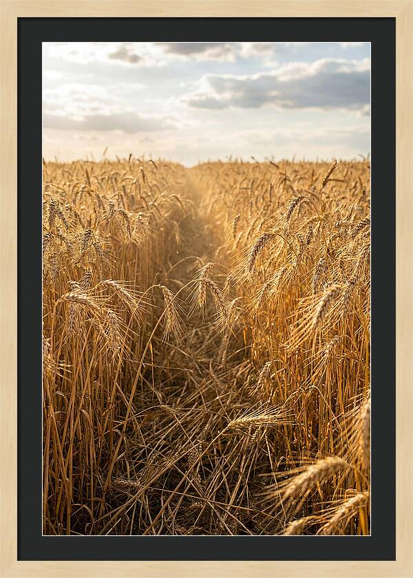 Golden Wheat Fields Under Sunlight