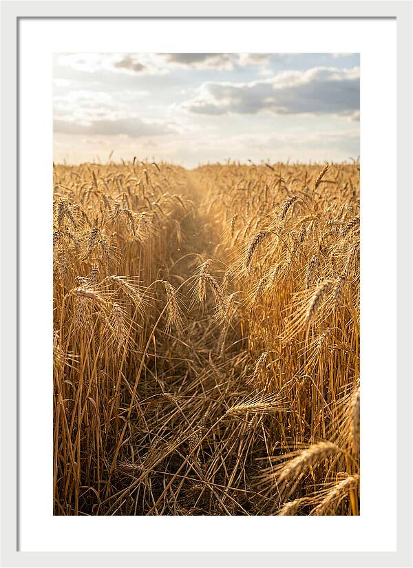 Golden Wheat Fields Under Sunlight