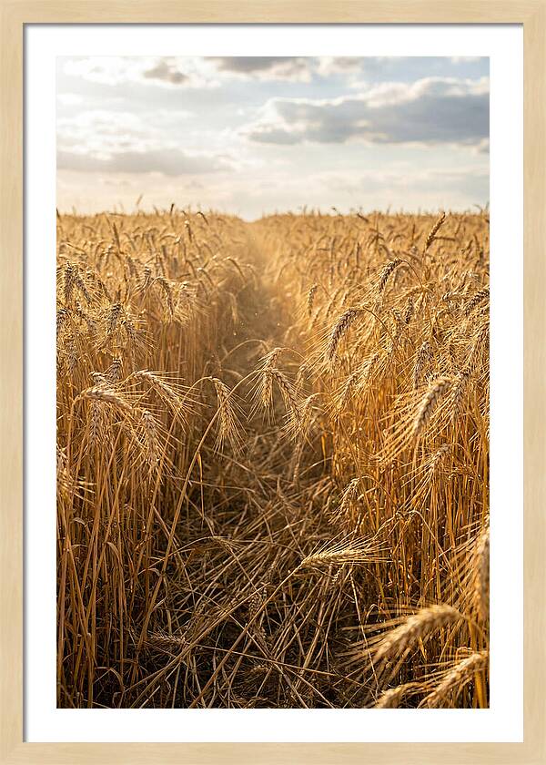Golden Wheat Fields Under Sunlight