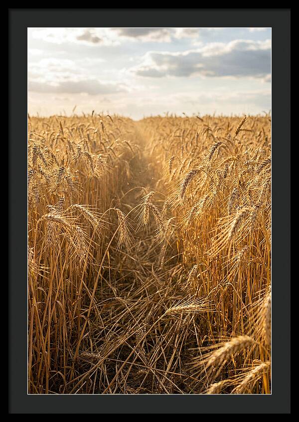 Golden Wheat Fields Under Sunlight