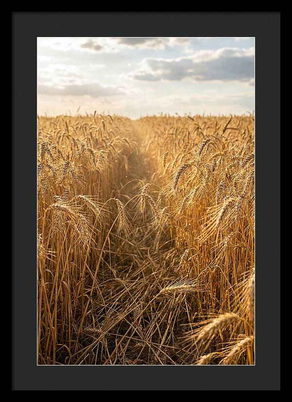Golden Wheat Fields Under Sunlight