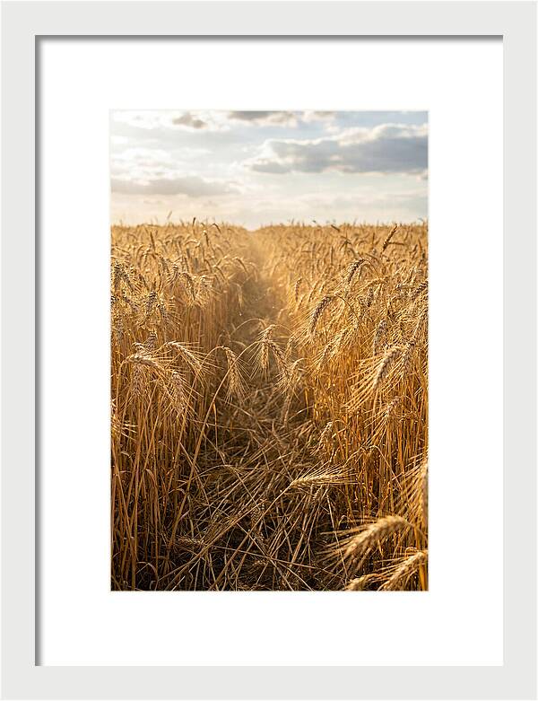 Golden Wheat Fields Under Sunlight
