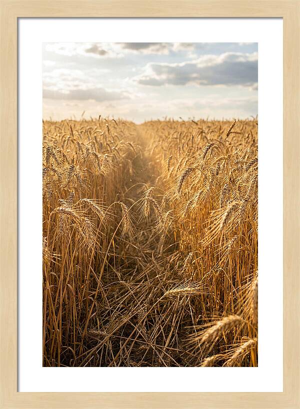 Golden Wheat Fields Under Sunlight