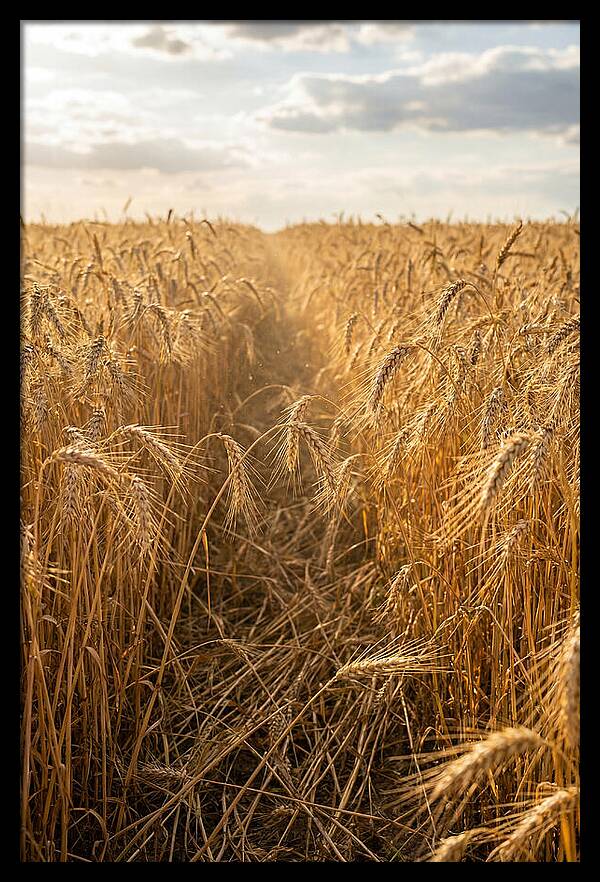 Golden Wheat Fields Under Sunlight