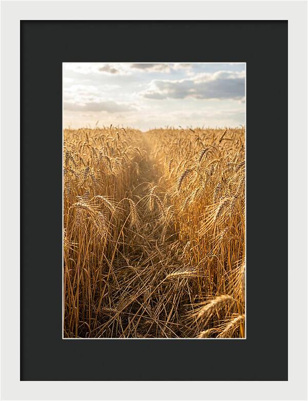 Golden Wheat Fields Under Sunlight