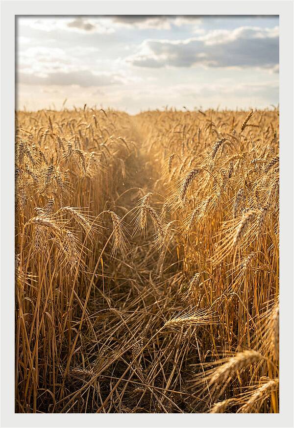 Golden Wheat Fields Under Sunlight