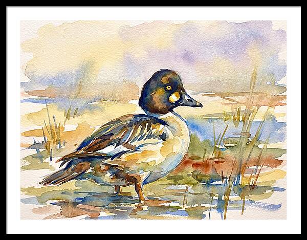 Goldeneye Duck In Watercolor