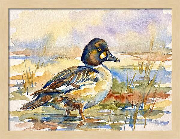 Goldeneye Duck In Watercolor