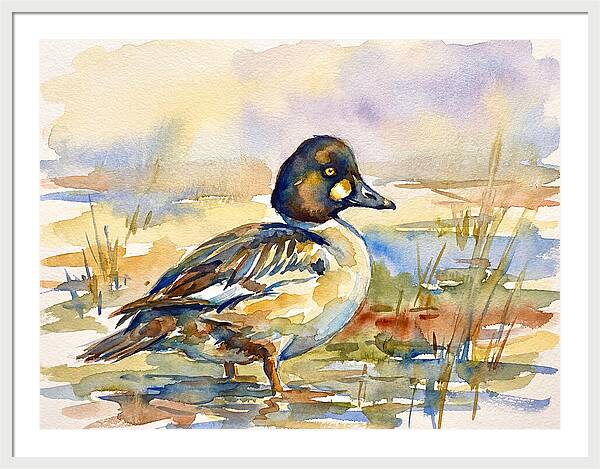 Goldeneye Duck In Watercolor